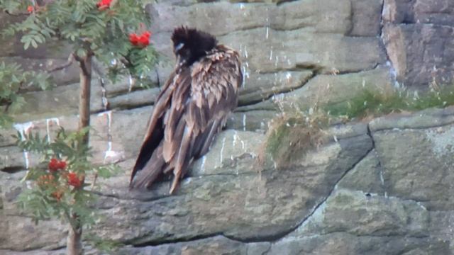 Bearded Vulture in the Peak District, Derbyshire.