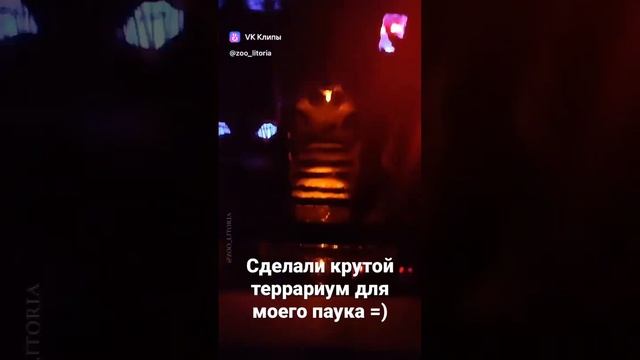 Крутой террариум для моего паука