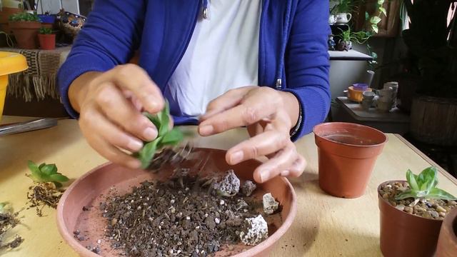 Haworthia cymbiformis variegata. Trasplante. Cuidados. Y algo más.