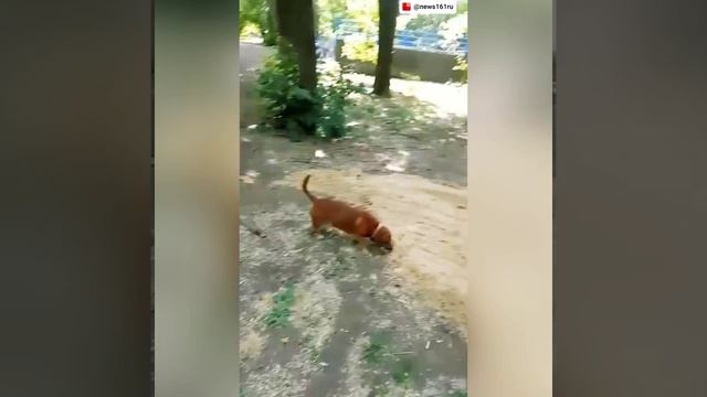 В Ростове на территории парка Островского работники водоканала случайно закопали заживо собаку.