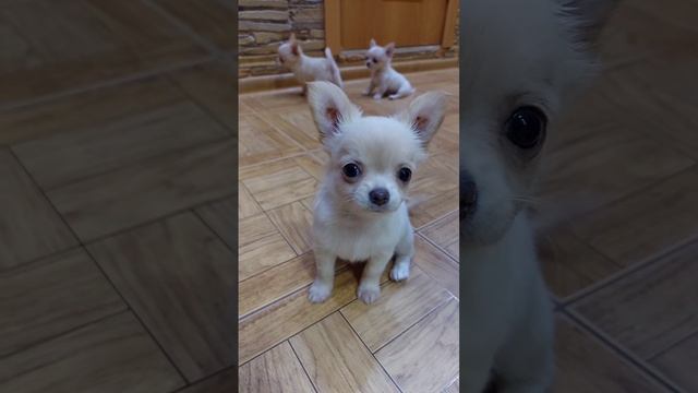 VID_84940823_150025_986.mp4