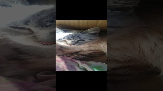 Киса готовится стать мамой 20220613