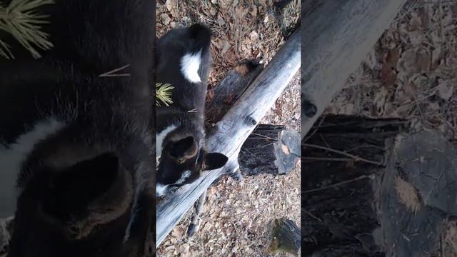 ВСЛ на прогулке 2 с половиной мес