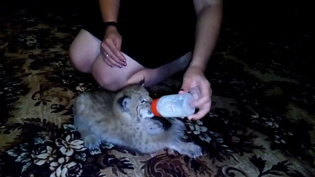Молоко из сосочки
