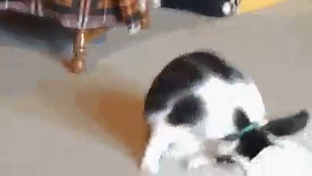 Кот делает кувырки