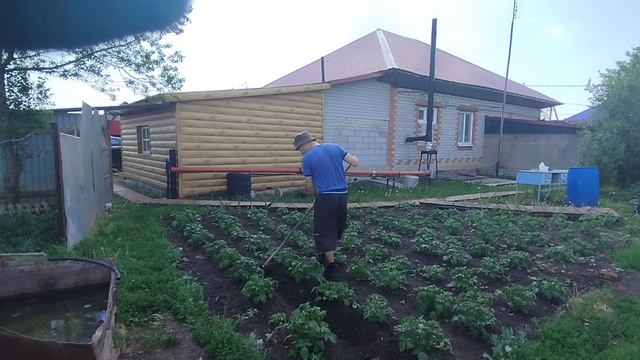 Окучиваю картофель
