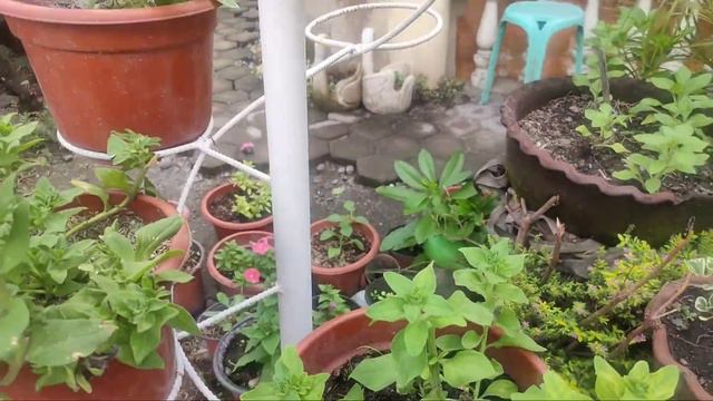 Growing Double Petals Petunia in the Philippines