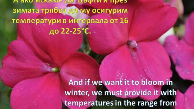 Циганче #impatiens  Sultani съвети за отглеждане Growing  Tips  #relaxing #flowers