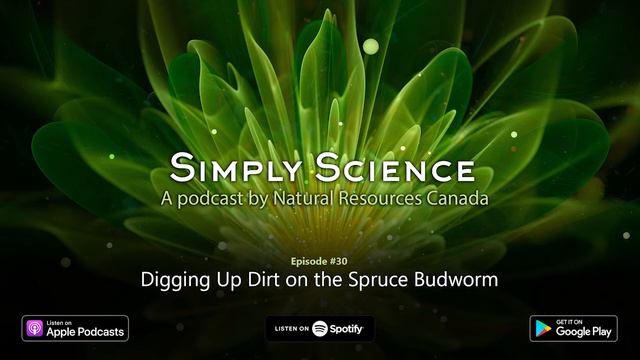 Digging Up Dirt on the Spruce Budworm (Simply Science Podcast)
