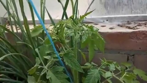 Формирование томата (помидора) в два ствола.