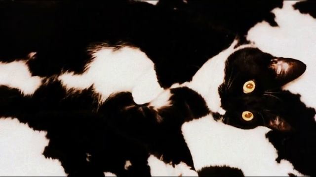 КОТХАМЕЛЕОН