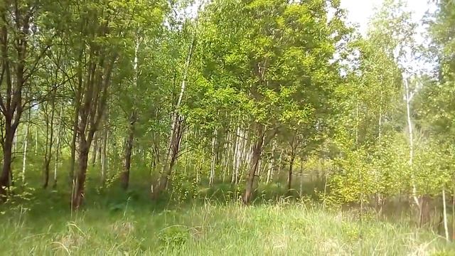 птицы в лесу