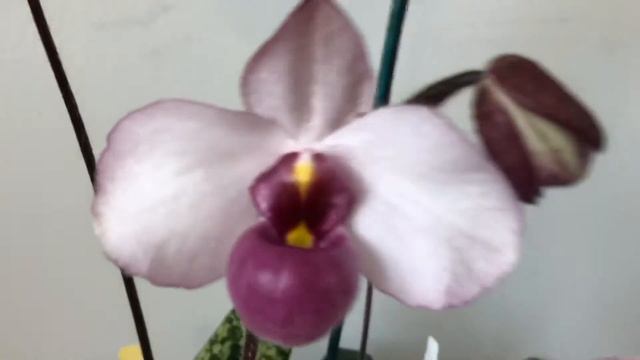 Pink and White Paphiopedilums