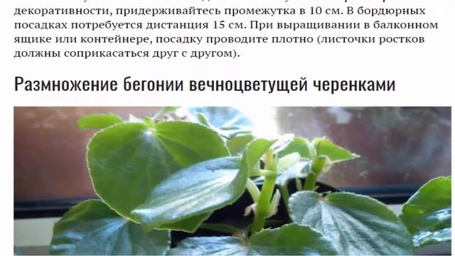 Бегония вечноцветущая Посадка и уход в открытом грунте Выращивание из семян Черенкование Фото