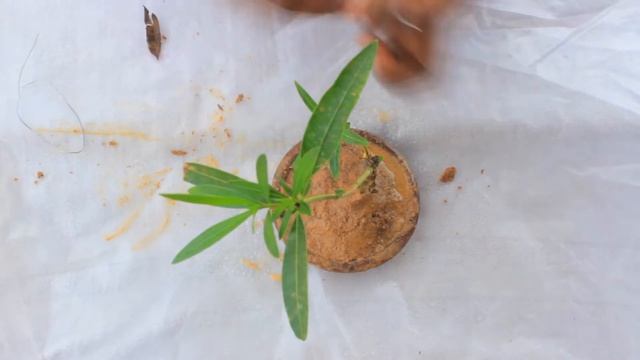 Oleander bonsai planting in mini pot