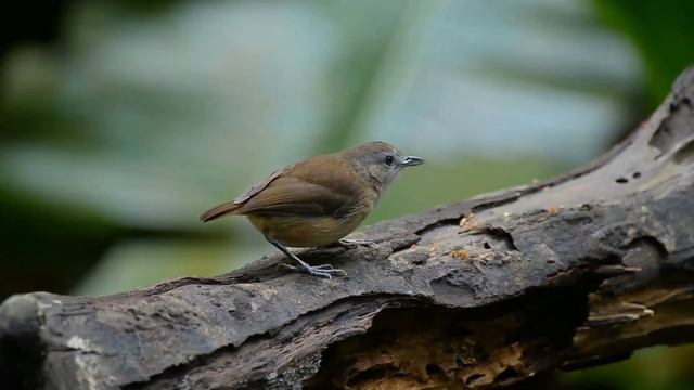 Abbott's Babbler facts 🦜 distributed along Himalayas and extending into forests of Southeast Asia.