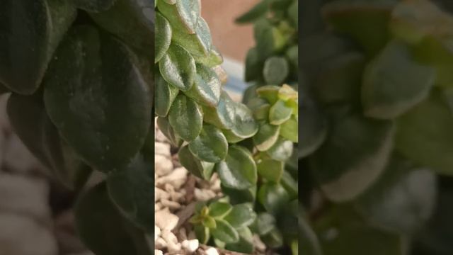 Rare succulents #succulent #rareplants #plants #collection #garden #backyard