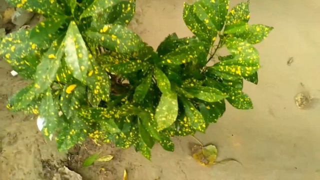 croton plant care kaise kare | croton plant