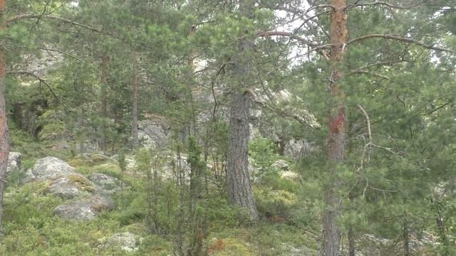 Грибная пора на островах Ладожского озера Карельского перешейка. Видео - Александр Травин