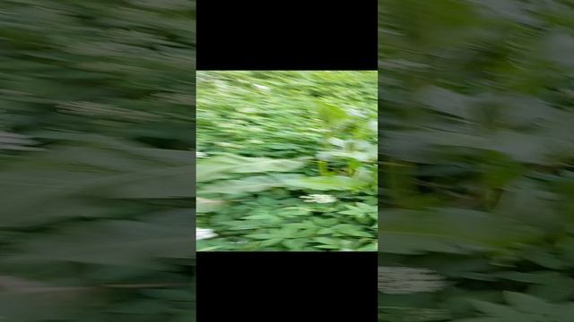 ☘☘☘ни хрена🌱🌱🌱