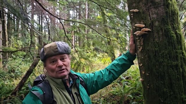 Lesser Known Edible Mushrooms with Daniel Winkler