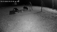Wild Hog On Camera 3-17-18