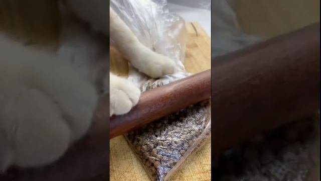 short Cat  Pet Cute Chef Catie Puzzy Cooking Food  Милый кот готовит 2021