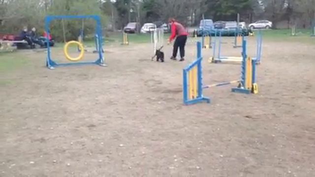 16/04/16 Гламаздина Марина и цверг Нора Д1 Аджилити в Минске