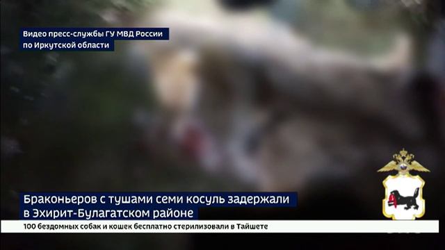 Браконьеры убили семь косуль в Эхирит-Булагатском районе