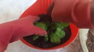Repotting and Complete Care for Petunia//Potting Mix, Sunlight, Water,Fertilizer-All about Petunia