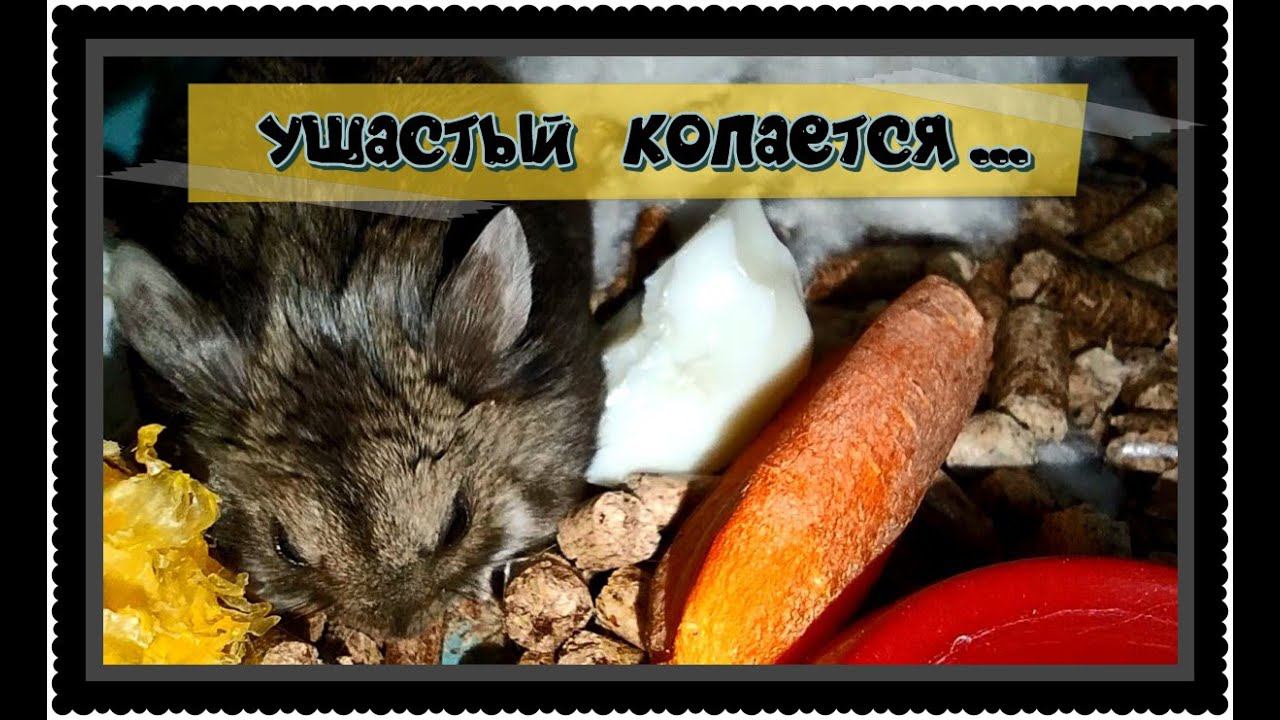 ХОМЯК  РОЕТСЯ................))))))))))))))))))))))))))))))))))))))))))))))))))))))))))))))))))))))