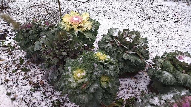 Моё 11.11.21. Погода испортилась. Что делать дальше?