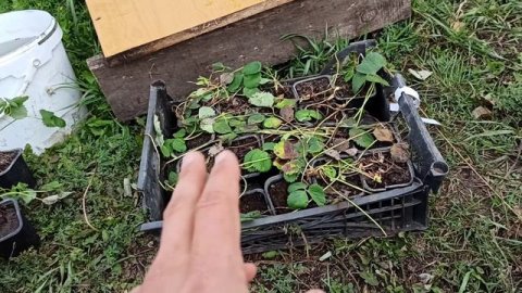 Распаковываю посылку с кассетной рассадой от Сергея Зубцова