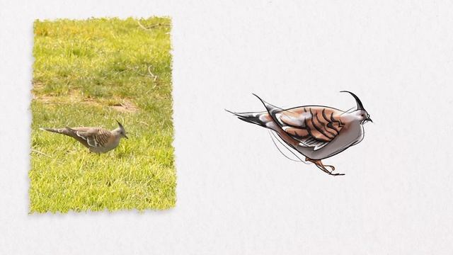 Practice drawing BIRDS with me 30 second drawing challenge - 8 birds from Victoria's wildlife!