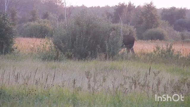 Гон косули. Драка самцов. Трофейный лось.