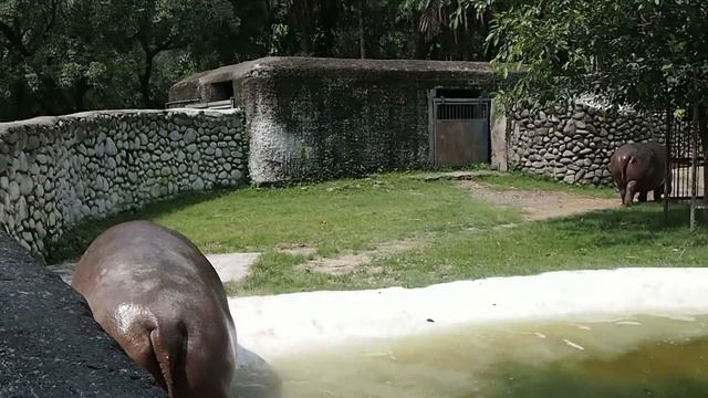 Hippopotamus in the zoo Hippo HD