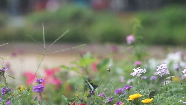 SONY A7 + Carl Zeiss Jena Biometar 120mm f2.8 Pentacon6 Old lens Bokeh Movie Test