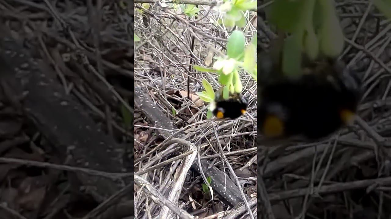 Красивый интересный шмель на цветах жимолости Beautiful interesting bumblebee on honeysuckle flowers