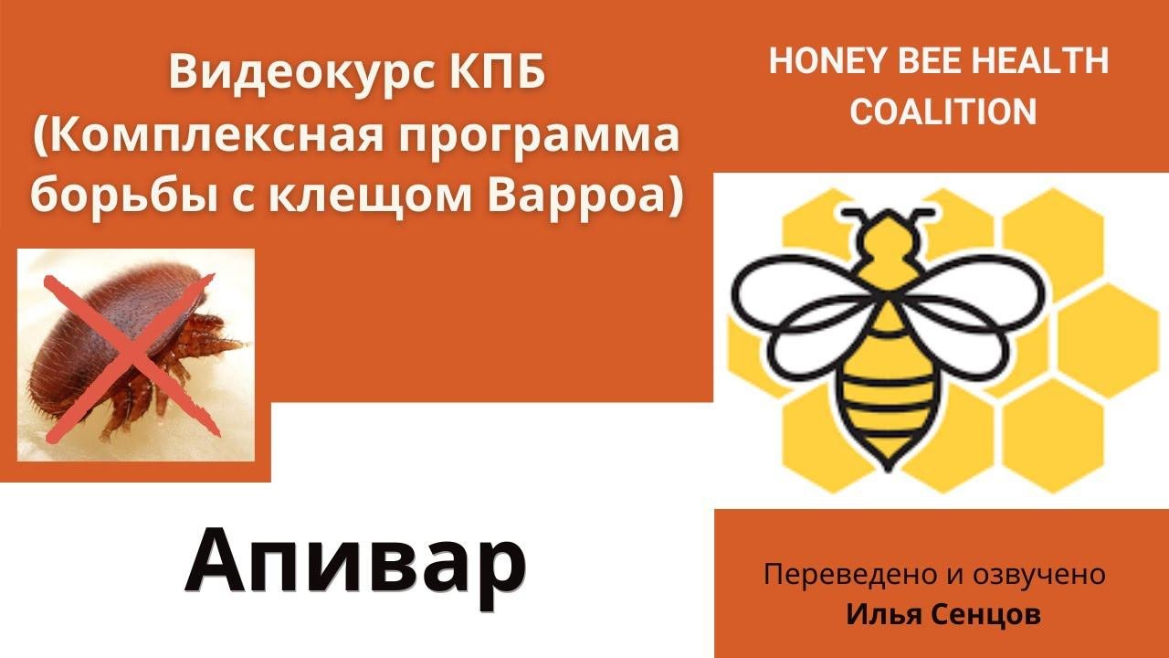 Как лечить пчел Апиваром (3,3% Амитраза) в рамках КПБ против клеща Варроа? (США)