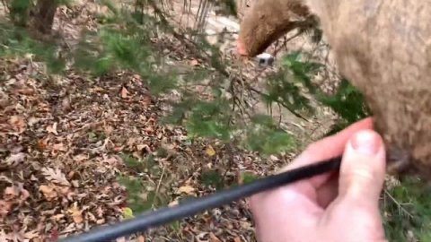 Тест охотничьих наконечников (бродхэдов) всех ценовых категорий (от $1 до $30 за штучку)