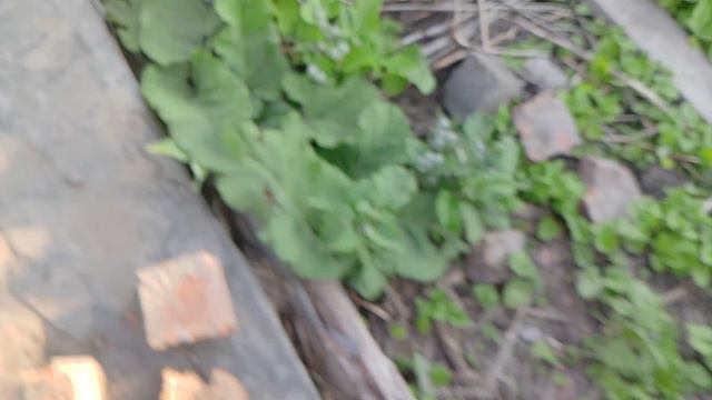 VID_20240806_182538.mp4