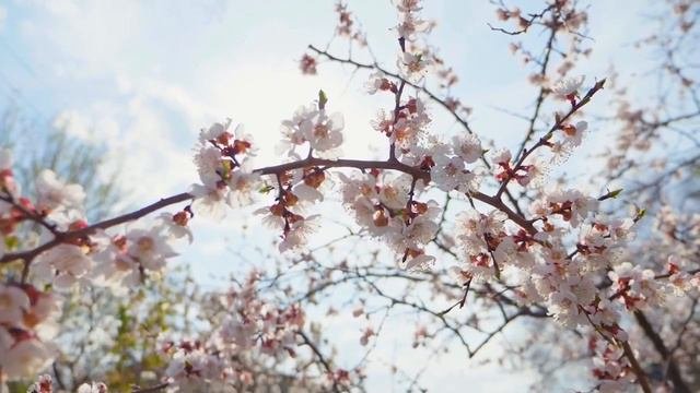 Сәйдә Мөхәммәтҗанова: Мин әлегә сайлау алдында эзләнәм  Саида Мухаметзянова