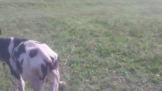 1000008766.mp4.  первыи  раз вывели на луг