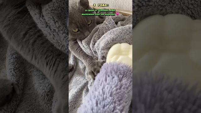 Котик такой милый ❤️ #рекомендации#tiktok#смешное#shorts#кот#cat#тренд