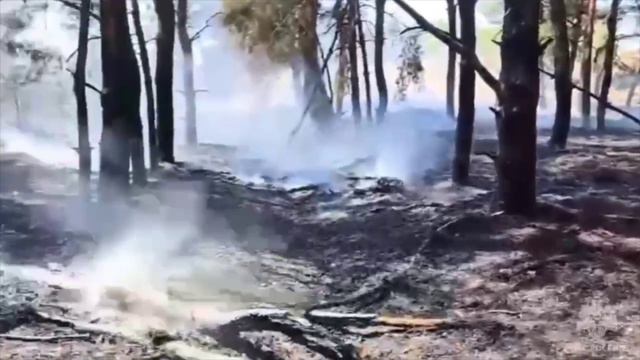 Площадь лесного пожара в Тарасовском районе Ростовской области увеличилась до 117 га. 🔥