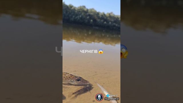 Киев может остаться без основного источника питьевой воды из-за загрязнения реки Десна