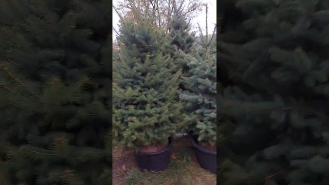 ели от 0.7 метра до более 4-х???