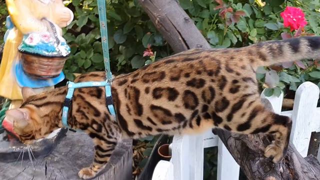 Элитный бенгальский котик Цезарь
