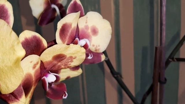 ? Невероятная цветунья  ? Рhalaenopsis Flamingo JAZZ Орхидея Фламинго Джаз