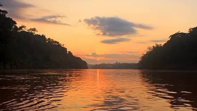 шум леса, пение птиц для сна | sounds of nature for sleeping
